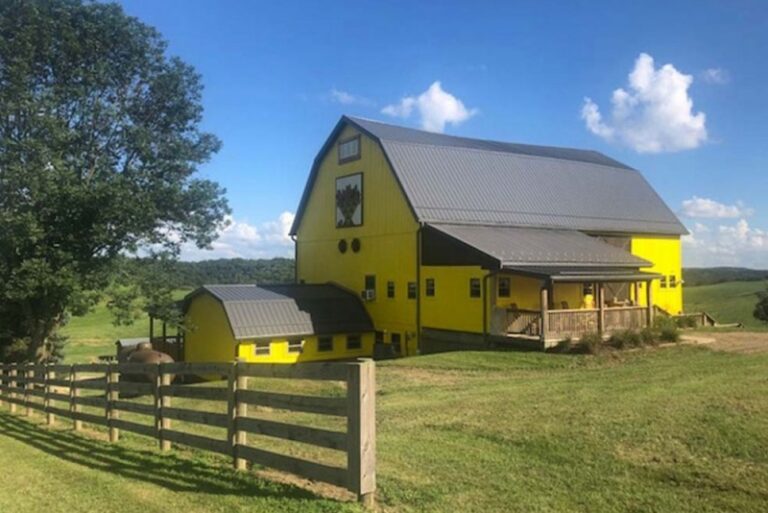 yellowbutterfly 768x513