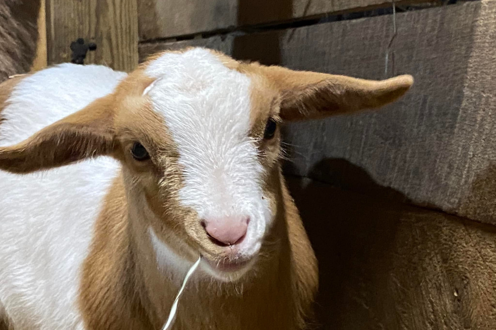 CrowTown ThrowDown Myo Mayhem Goat Show - Visit Coshocton