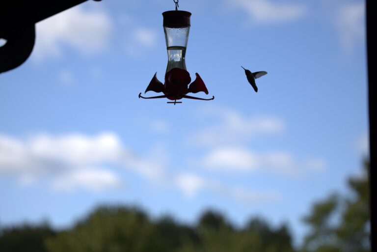 Hummingbird at dusk 768x513